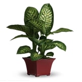 Delightful Dieffenbachia